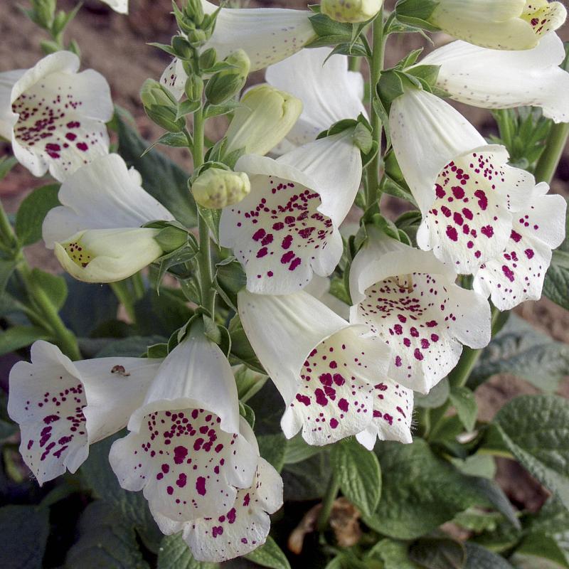 Digitalis purpurea Camelot White - дигиталис ,  напръстник бял (1560)